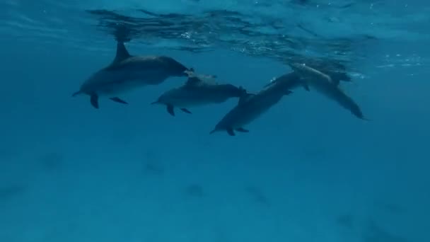 A vemhes nőstény palackorrú delfinek csoport lassan úszni a kék víz, víz alatti (lövés, 4k / 60fps)