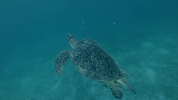Régi férfi zöld tengeri teknős úszni a felszín-ból víz felszabadító víz shot 4k / 60fps légbuborékok (Chelonia mydas)
