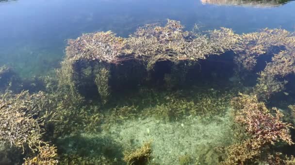 Liloral Zone Low Tide Brown Alga Surf Zone Averoy Norway Video By C A Nek Mail Ru Stock Footage