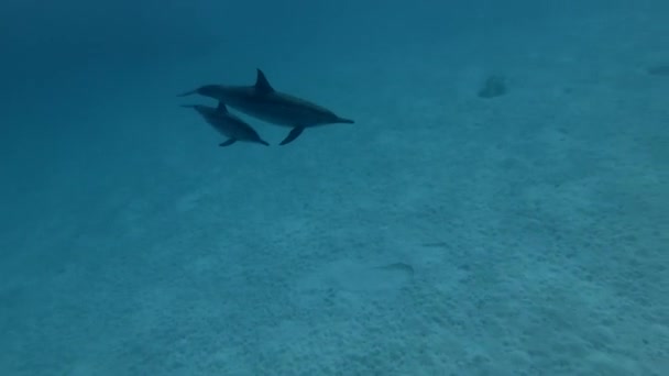 Terhes nőstény Spinner delfinek egy csoportja - Stenella longirostris úszik a kék vízben a homokos fenék felett