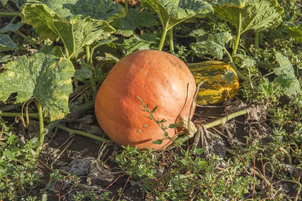 Orange pumpkins at outdoor farm. Pumpkin patch.