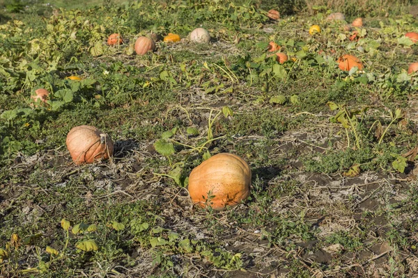 Orange pumpkins at outdoor farm. Pumpkin patch.