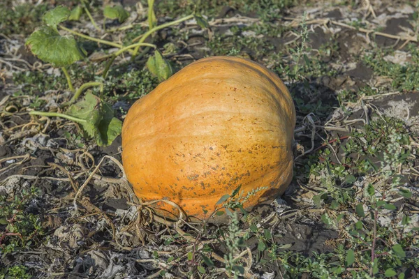 Orange pumpkins at outdoor farm. Pumpkin patch.