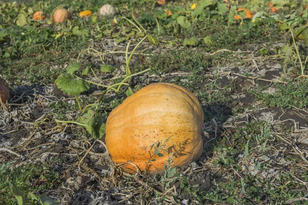 Orange pumpkins at outdoor farm. Pumpkin patch.