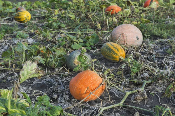 Orange pumpkins at outdoor farm. Pumpkin patch.