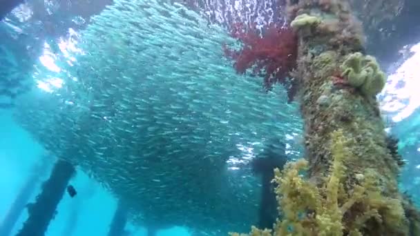 Massive school of fish swim under pier - Red Sea, Marsa Alam, Egypt — Stock Footage Massive School Fish Swim Pier Red Sea Marsa Alam Egypt Royalty Free Stock Video