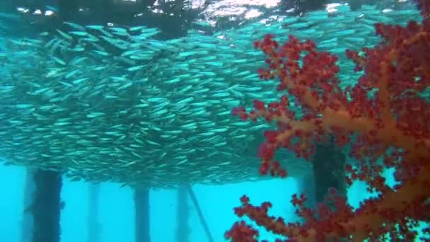 Massive school of fish swim under pier - Red Sea, Marsa Alam, Egypt — Stock Footage Massive School Fish Swim Pier Red Sea Marsa Alam Egypt Royalty Free Stock Footage
