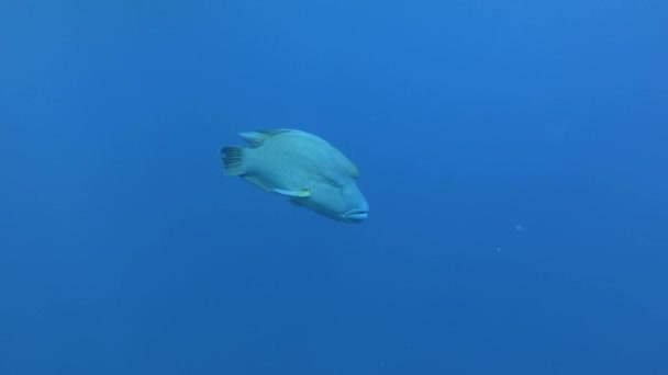 Napóleon közeledik a kék vízben. Humphead Wrasse vagy Napoleonfish - Cheilinus undulatus, Vörös-tenger, Marsa Alam, Egyiptom