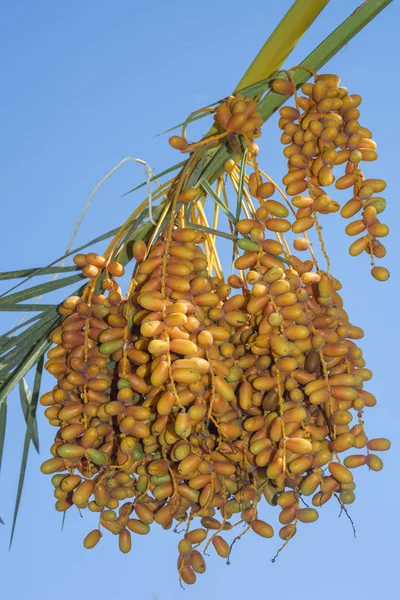 Ripe yellow fruits dates on date palm on the blue sky background