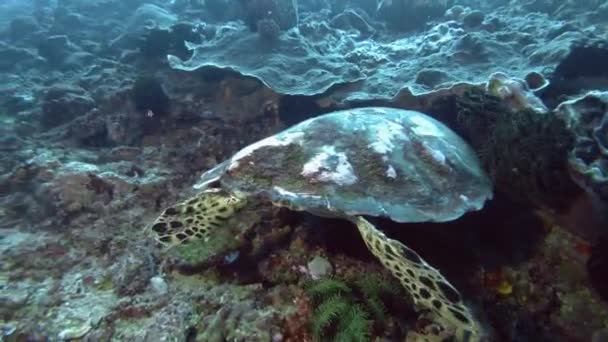 Tengeri teknős keres élelmiszer a korallzátonyok. Cserepes teknőst vagy Bissa - Eretmochelys imbricata, Bali, Ausztrália és Óceánia, Indonézia