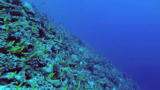 Massive school of Beautiful Fusilier swim over a beautiful coral reef in the blue water. Yellow and Blueback Fusilier or Beautiful Fusilier, Caesio teres. Indian Ocean, Fuvahmulah Atoll, Maldives — Stock Footage Massive school of Beautiful Fusilier swim over a beautiful coral reef in the blue water. Yellow and Blueback Fusilier or Beautiful Fusilier, Caesio teres. Indian Ocean, Fuvahmulah Atoll, Maldives Royalty Free Stock Video