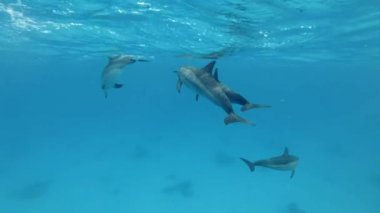 Wideo z delfinami