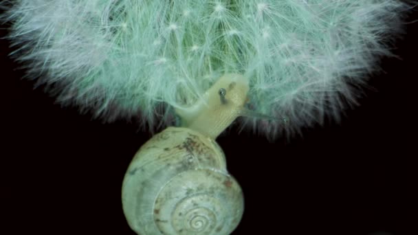 Kleine Schnecke Sitzt Auf Einem Seedkopf Delandelion Und Isst In