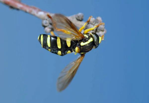 Insectes Volants Images Libres De Droit Photos De Insectes Volants Depositphotos Insectes Volants Images Libres De Droit Photos De Insectes Volants Depositphotos