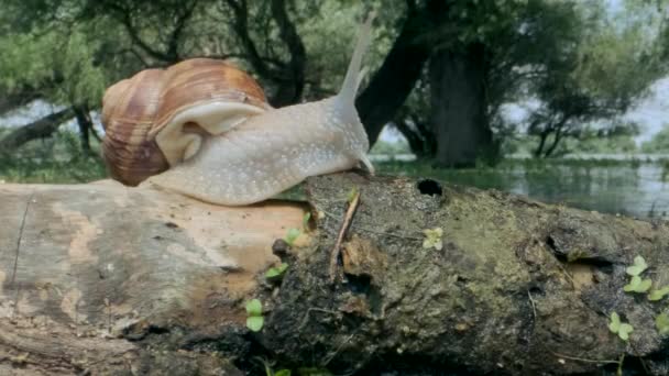 Snail crawling on a branch on a lake and trees background. Grape snail in the natural habitat. Close-up — Stock Footage Snail crawling on a branch on a lake and trees background. Grape snail in the natural habitat. Close-up Stock Video