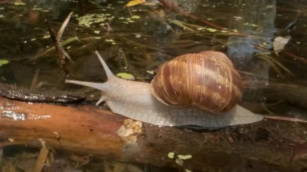 Snail crawling over a flooded tree on a lake background. Grape snail in the natural habitat. Close-up — Stock Footage Snail crawling over a flooded tree on a lake background. Grape snail in the natural habitat. Close-up Stock Footage