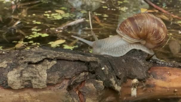 Snail crawling on a branch on a lake background, a spider runs through the cochlea. Grape snail in the natural habitat. Close-up — Stock Footage Snail crawling on a branch on a lake background, a spider runs through the cochlea. Grape snail in the natural habitat. Close-up Stock Footage