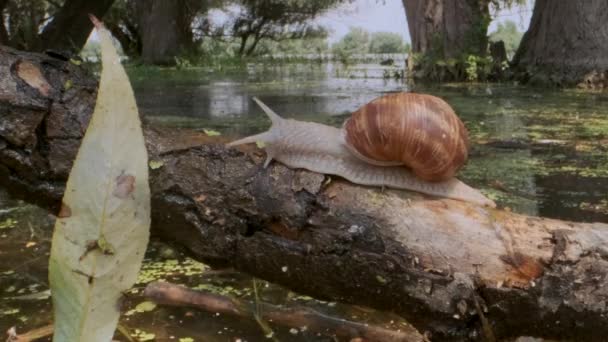 Snail crawling on a branch on a lake and trees background. Grape snail in the natural habitat. Close-up — Stock Footage Snail crawling on a branch on a lake and trees background. Grape snail in the natural habitat. Close-up Video Clip
