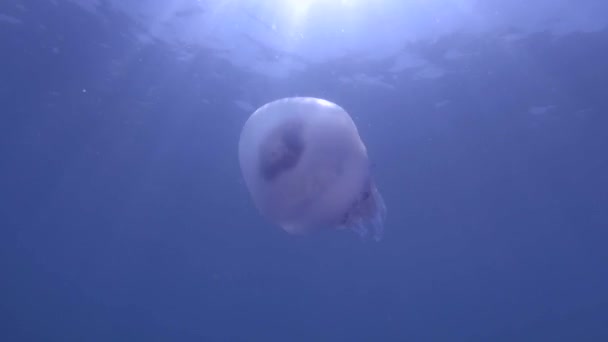 Barrel jellyfish (Rhizostoma pulmo) Underwater shot, close-up — Stock Footage Barrel Jellyfish Rhizostoma Pulmo Underwater Shot Close Stock Footage