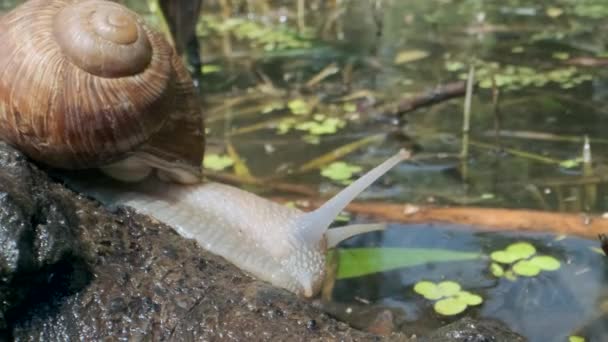 Snail crawling on a branch on a lake background. Grape snail in the natural habitat. Close-up — Stock Footage Snail crawling on a branch on a lake background. Grape snail in the natural habitat. Close-up Royalty Free Stock Footage