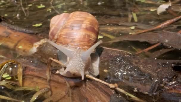 Snail crawling on a branch on a lake background. Grape snail in the natural habitat. Close-up — Stock Footage Snail crawling on a branch on a lake background. Grape snail in the natural habitat. Close-up Stock Video