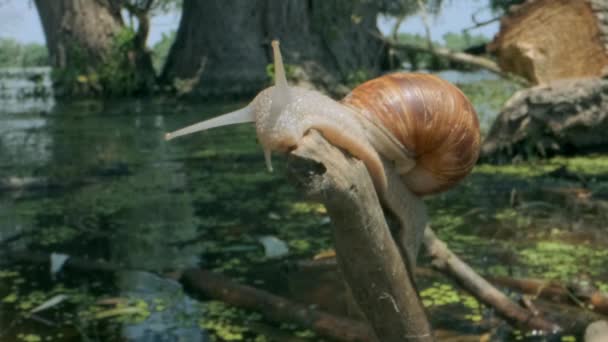 Snail crawling on a branch on a lake and trees background. Grape snail in the natural habitat. Close-up — Stock Footage Snail crawling on a branch on a lake and trees background. Grape snail in the natural habitat. Close-up Video Clip