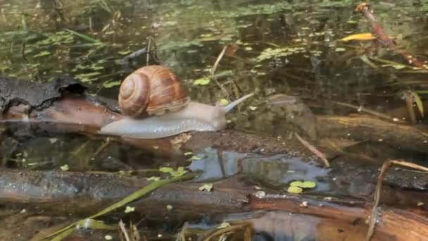 Snail crawling over a flooded tree on a lake background. Grape snail in the natural habitat. Close-up — Stock Footage Snail crawling over a flooded tree on a lake background. Grape snail in the natural habitat. Close-up Stock Video