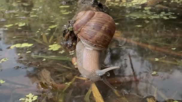 Snail eagerly drinks water from the lake dives underwater. Grape snail in the natural habitat. Close-up — Stock Footage Snail eagerly drinks water from the lake dives underwater. Grape snail in the natural habitat. Close-up Video Clip