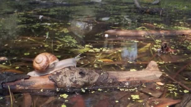 Snail crawling over a flooded tree on a lake background. Grape snail in the natural habitat. Close-up — Stock Footage Snail crawling over a flooded tree on a lake background. Grape snail in the natural habitat. Close-up Stock Footage