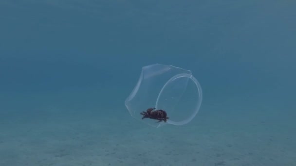 Plastic pollution, Crab travels inside a plastic cup slowly floating under  the surface of blue water