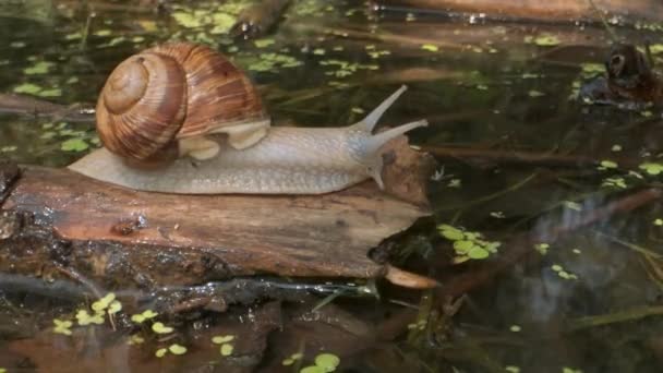 Snail crawls along a log to the lake and drinks water. Grape snail in the natural habitat. Close-up — Stock Footage Snail crawls along a log to the lake and drinks water. Grape snail in the natural habitat. Close-up Stock Video