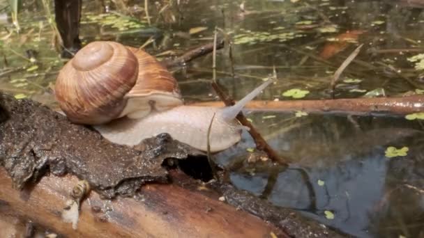 Snail crawling on a branch and drinking water from a lake. Grape snail in the natural habitat. Close-up — Stock Footage Snail crawling on a branch and drinking water from a lake. Grape snail in the natural habitat. Close-up Stock Video