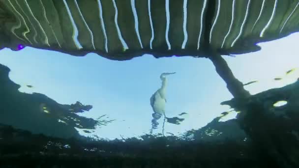 Arabian Reef-egret or Western Reef Heron (Egretta gularis schistacea) hunting from the pier on small fish floats underwater. Low-angle shot, Underwater split level. Red sea, Egypt — Stock Footage Arabian Reef Egret Western Reef Heron Egretta Gularis Schistacea Hunting Stock Footage
