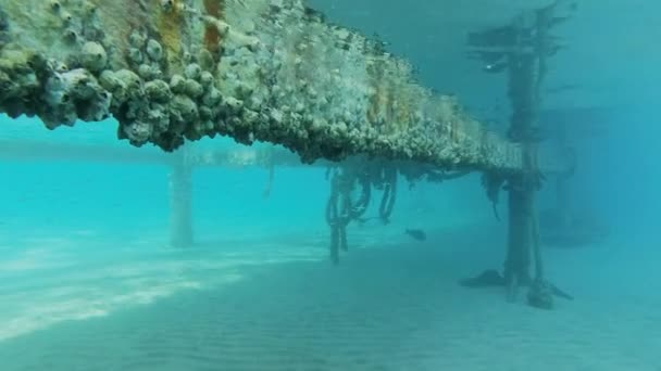 White Western Reef Heron (Egretta gularis schistacea) sits on the pier, underwater floats school of small fish. Underwater split level, Camera moves upwards from underwater to the bird sitting on pier — Stock Footage White Western Reef Heron Egretta Gularis Schistacea Sits Pier Underwater Stock Video