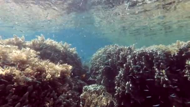 Slow motion, School of small fish slowly swims near beautiful coral reef under surface of blue water — Stock Footage Slow Motion School Small Fish Slowly Swims Beautiful Coral Reef Stock Video