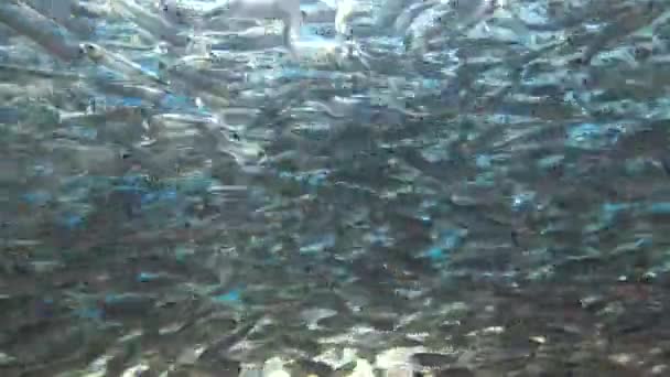 Massive school of small fish swims on blue water background in sun light — Stock Footage Massive School Small Fish Swims Blue Water Background Sun Light Royalty Free Stock Footage