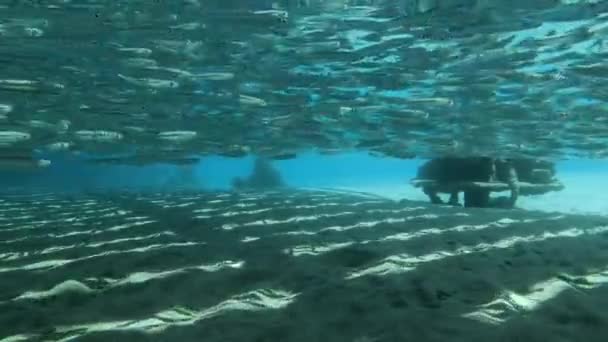 School of Orange-spotted trevally (Carangoides bajad) hunt on massive school of small fish under pier — Stock Footage School Orange Spotted Trevally Carangoides Bajad Hunt Massive School Small Stock Footage