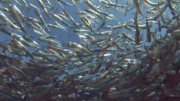 Massive school of small fish swims under surface of blue water, on blue sky background. Low-angle shot — Stock Footage Massive School Small Fish Swims Surface Blue Water Blue Sky Video Clip