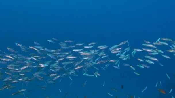 Large school of sprats swim in the blue water background, sparkling in the sun lights. Sprats in the blue water — Stock Footage Large school of sprats swim in the blue water background, sparkling in the sun lights. Sprats in the blue water Royalty Free Stock Footage