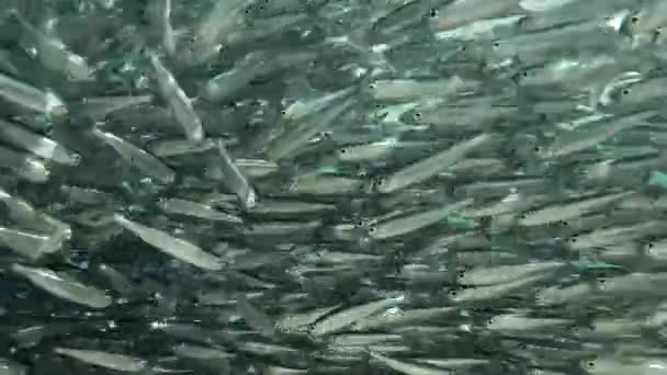 Massive school of small silver fish. Closeup, underwater background — Stock Footage Massive School Small Silver Fish Closeup Underwater Background Stock Footage