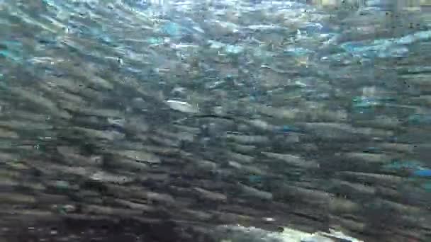 Massive school of small fish swims over sandy bottom on water backgraund in sunlight — Stock Footage Massive School Small Fish Swims Sandy Bottom Water Backgraund Sunlight Royalty Free Stock Video