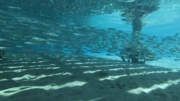 Massive school of small fish hiding under pier. — Stock Footage Massive School Small Fish Hiding Pier Video Clip