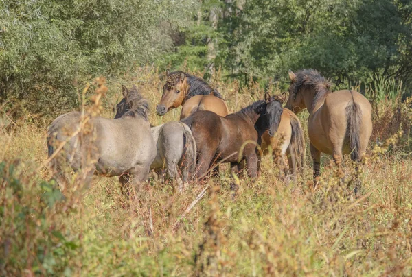 Tarpan wild horses or Hutsul horses released Rewilding Europe / Rewilding Ukraine on Tataru island - Regional Landscape Park \