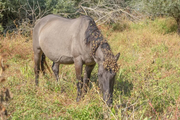 Tarpan wild horses or Hutsul horses released Rewilding Europe / Rewilding Ukraine on Tataru island - Regional Landscape Park \