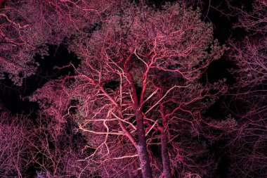 Tatillerde ağaçlara soyut ışık radyasyonu. Yumuşak seçici odaklanma. Resim için yapay olarak tahıl yaratıldı. Karanlıkta ışık efektleri.