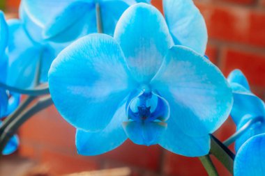 Parlak mavi orkide çiçekleri kırmızı tuğla duvara karşı keskin bir şekilde duruyor, çarpıcı bir renk ve doku kontrastı oluşturuyor.