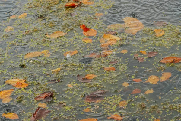 Sarı, turuncu ve kahverengi tonlarında dağınık sonbahar yapraklarıyla kaplı bir gölet yüzeyinin yakın çekimi. Yağmur damlaları suyun üzerinde dalgalanmalar yaratırken, küçük yeşil ördek yosunları yaprakların etrafında yüzer..