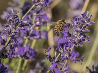 arı polen lavanta çiçeği üzerinde bir sıcak yaz akşamı arıyorsunuz