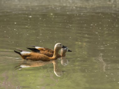 Angut sakin yüzme yaz öğleden sonra bir havuzda çifti