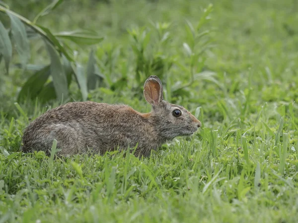 an Eastern Cottontail stops to check as it crosses a meadow, ready to escape in case of danger